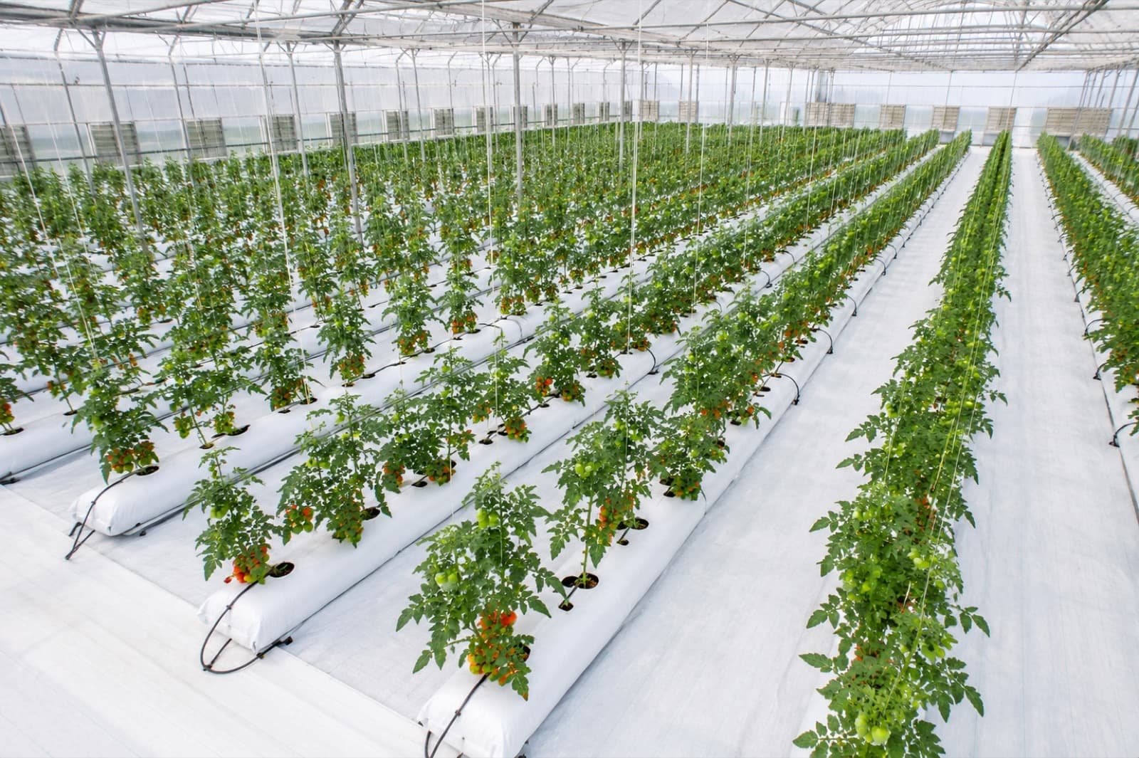 Rows of tomato plants growing from coir grow bags across a commercial greenhouse